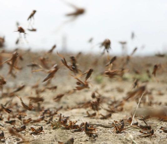 Locust warning for Pakistan