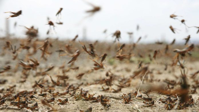 Locust warning for Pakistan