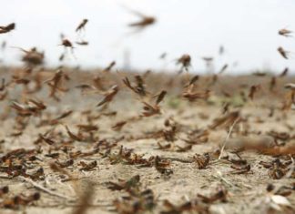 Locusts may be used in chicken feed production, claim Pakistani scientists