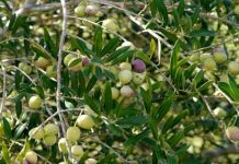 Punjab Plans to Replicate Chakwal’s Olive Valley Success Across Pothohar region